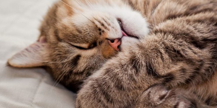 Cat’s Grumpy Reaction to Waking Up Is All of Us in the Morning