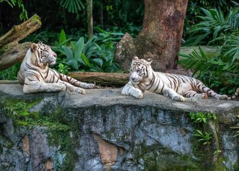 Two white tigers are resting on the rock on the trees background in the zoo in Singapore.
