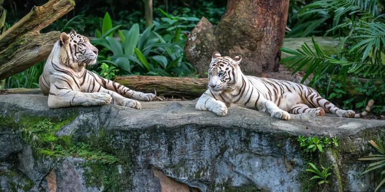 Two white tigers are resting on the rock on the trees background in the zoo in Singapore.