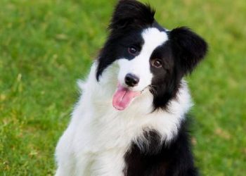 Nine Ways to Relieve Arthritis in Dogs