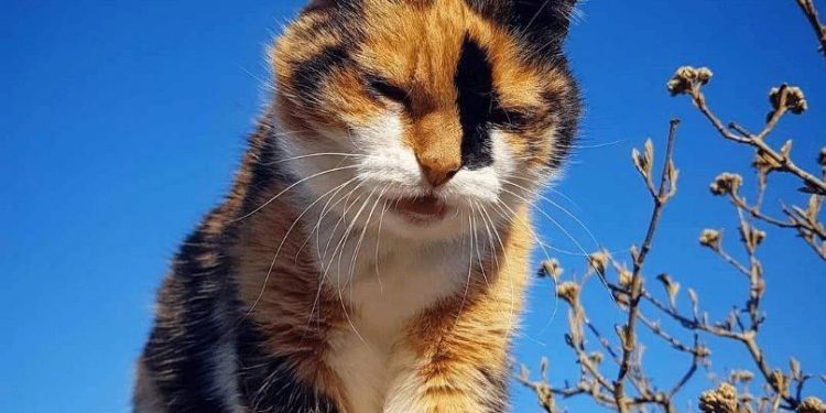 In the process of raising a cat, how to keep it clean?