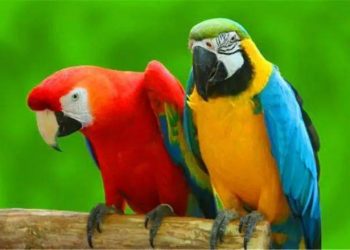 How to train a parrot?