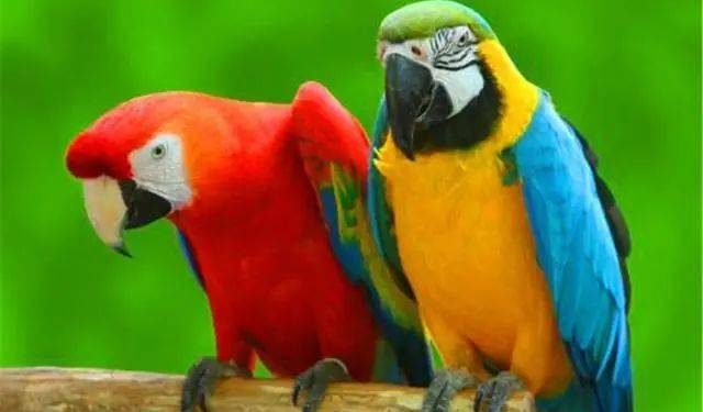 How to train a parrot?