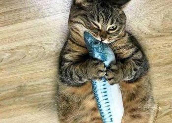 Cat eats catnip for the first time, this expression