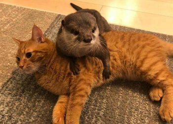 Pet otter cuddles kitten cat while sleeping