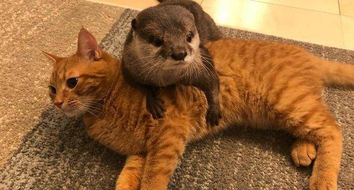 Pet otter cuddles kitten cat while sleeping
