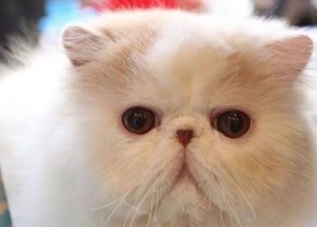 Do cats shed hair when they are stressed?