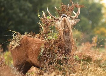 Is there anything more terrifying than a stag surviving with the head of its companion?