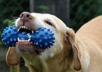 Dog Care / Dog Dental Care Notes