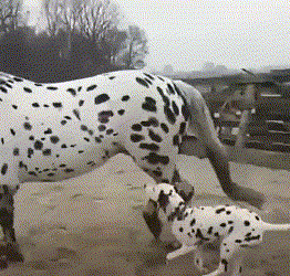 The dog ran behind the horse for a long time