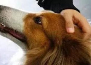 What does touching different parts of a dog’s body mean?