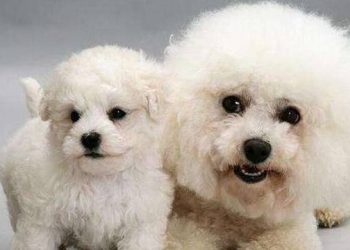 What do you know about dogs with small bodies and long lives?