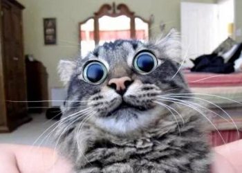 Cat eats catnip for the first time, this expression