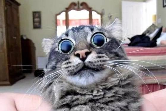 Cat eats catnip for the first time, this expression