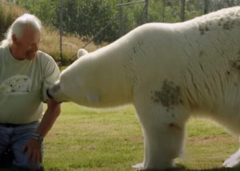 Canadian man calls his pet polar bear ‘possessive’ and she gets angry when the hooman talks to any woman