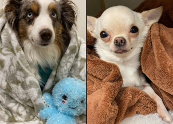 Your pet might have separation anxiety. Here’s how you can help.