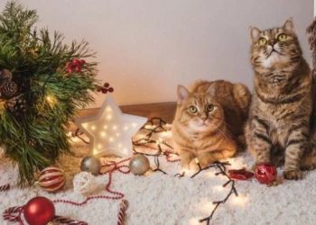 Cats and Christmas trees: Why pet experts say you shouldn’t scare felines away