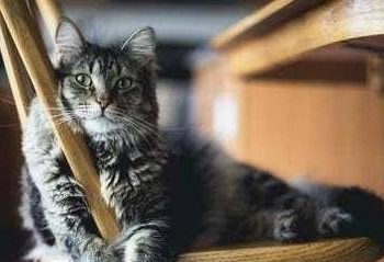 What to do if the cat won’t eat the food?