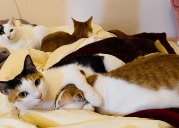 Can humans sleep with cats?