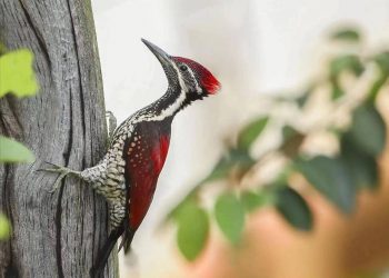Woodpeckers 14 times per second, shaking their heads faster than the speed of sound, why don’t woodpeckers have concussions?