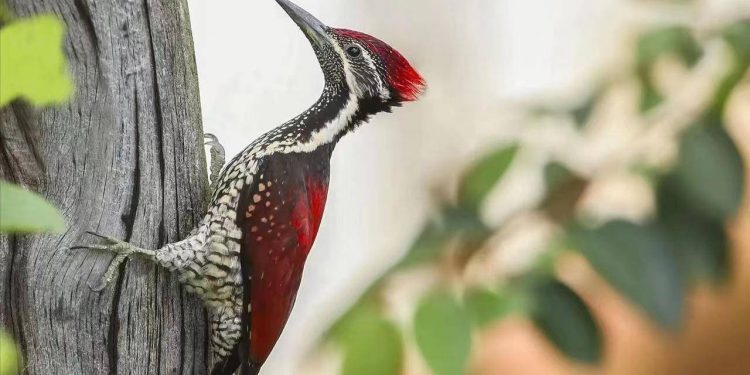 Woodpeckers 14 times per second, shaking their heads faster than the speed of sound, why don’t woodpeckers have concussions?
