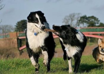 Why is it easy to be bitten by dogs? Because these 8 body language of dogs are often misunderstood