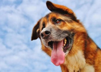 The Top 50 U.S. Cities To Be a Dog Owner