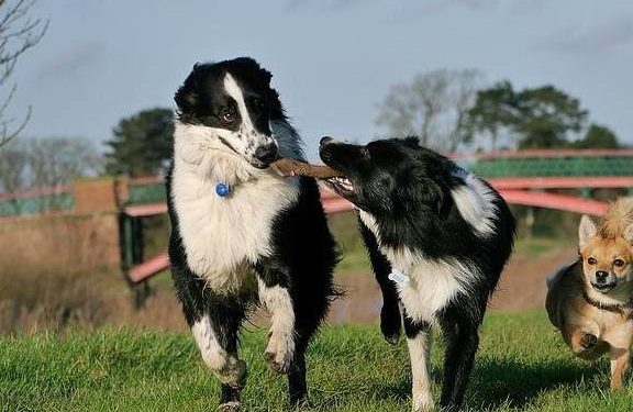 Why is it easy to be bitten by dogs? Because these 8 body language of dogs are often misunderstood