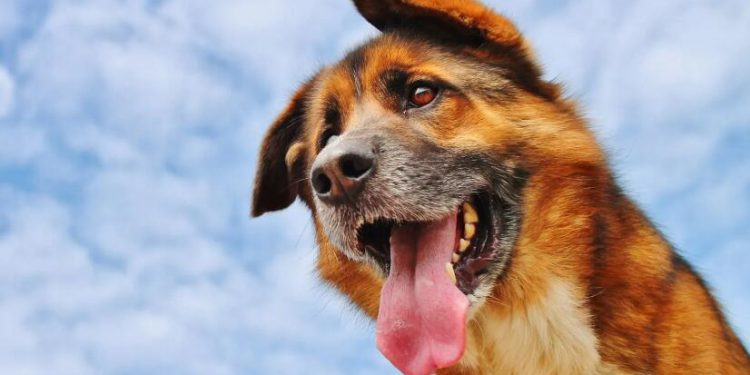 The Top 50 U.S. Cities To Be a Dog Owner