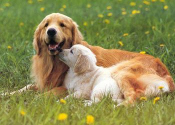 Why do dogs need deworming?