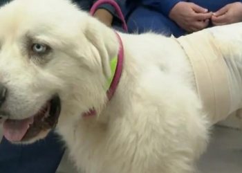 Hero sheepdog kills pack of coyotes that attacked his flock in Georgia