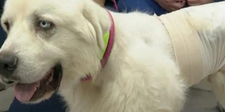 Hero sheepdog kills pack of coyotes that attacked his flock in Georgia