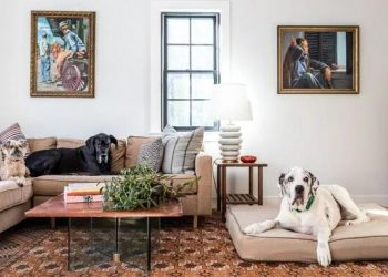 5 Ways to Remove Pet Hair from a Sofa