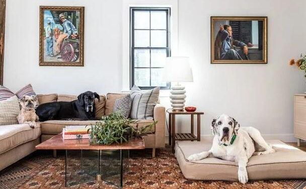 5 Ways to Remove Pet Hair from a Sofa