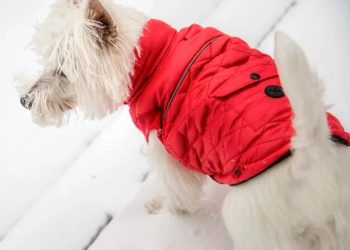 7 winter health hazards for your dog or cat: Antifreeze, ice, plants & more