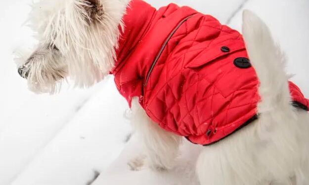 7 winter health hazards for your dog or cat: Antifreeze, ice, plants & more