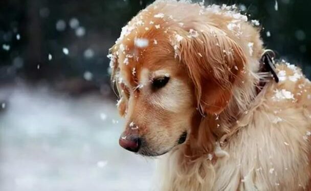 Do dogs have to wear clothes in winter?