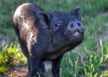 Pig’s Funny Way of Demanding Cuddles Is Too Cute to Resist
