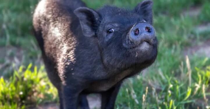 Pig’s Funny Way of Demanding Cuddles Is Too Cute to Resist