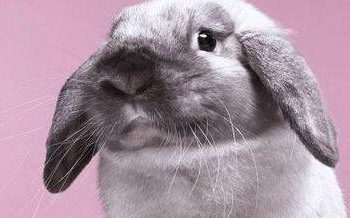 Can rabbits eat vegetables? Which vegetables are suitable to eat?