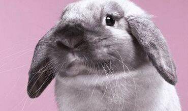 Can rabbits eat vegetables? Which vegetables are suitable to eat?