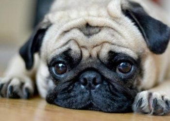 28 Ways Your Pet Is Trying to Say “I Love You”