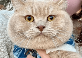 Do you like the cat’s face as round as an 11-pound watermelon?