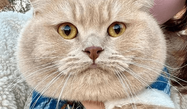 Do you like the cat’s face as round as an 11-pound watermelon?