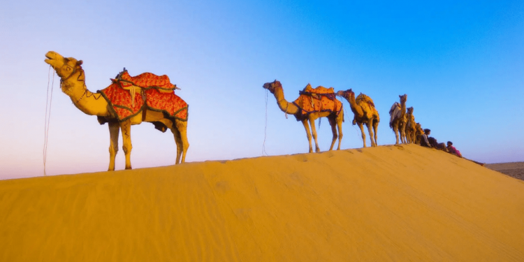 Why do camels have almost no natural enemies and no predators to eat them?