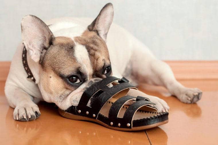bulldog chewing on slippers