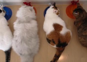 Vets share 5 reasons why cats spray — and tips to keep them from marking your walls and stinking up your home