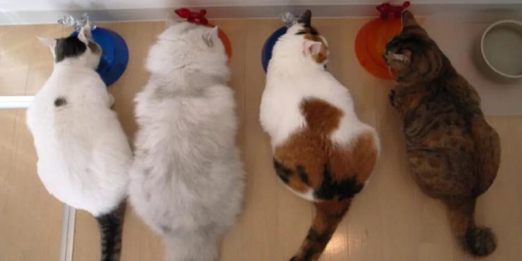 Vets share 5 reasons why cats spray — and tips to keep them from marking your walls and stinking up your home