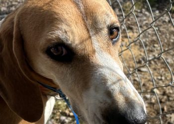 Get a pet – it’s good for your health