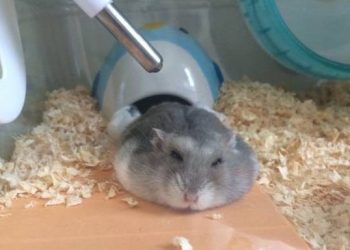 Why can’t hamsters take a bath with water?